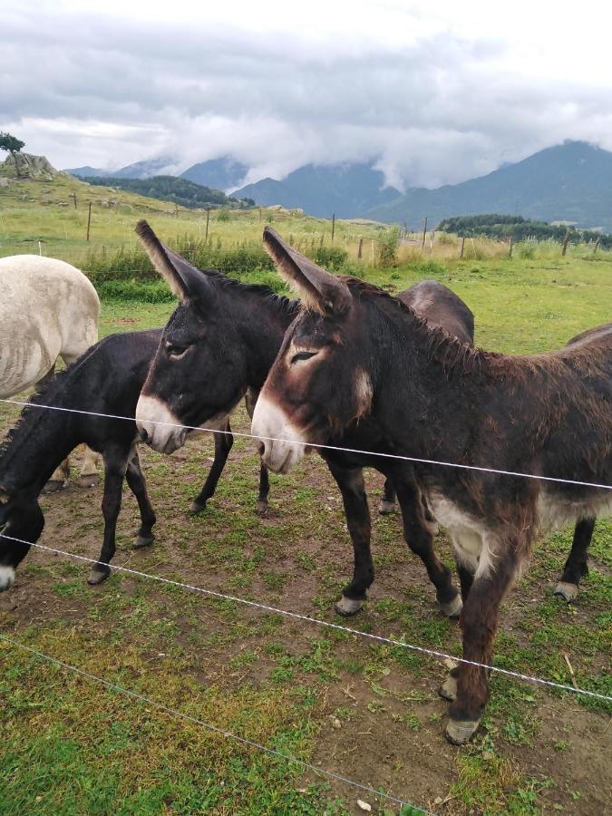 Font-romeu Via Odeillo Jolie 6 Personnes Plein Sud Appartement